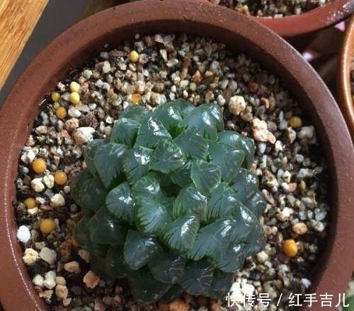 误区|养多肉植物的几个误区,大家一定要注意哦