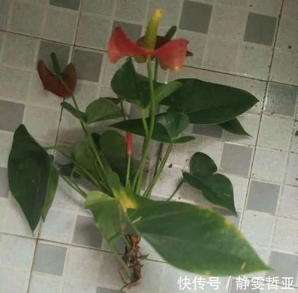 虎皮兰,红掌,吊兰养成老桩,变成大树,真壮观