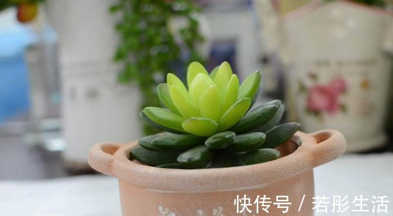 花盆|想给多肉提升颜值？挑选花盆注意这3细节，盆栽美美哒