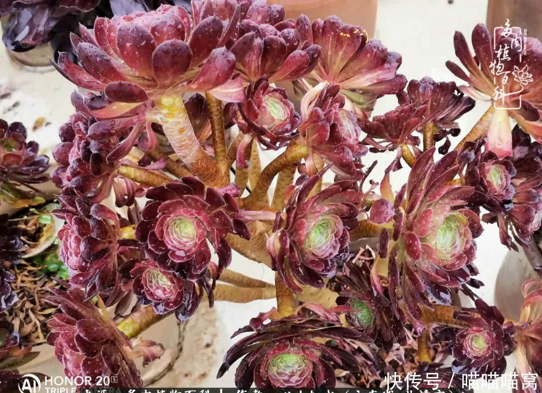 多肉|你是爱,是暖,是希望,你是人间四月天!