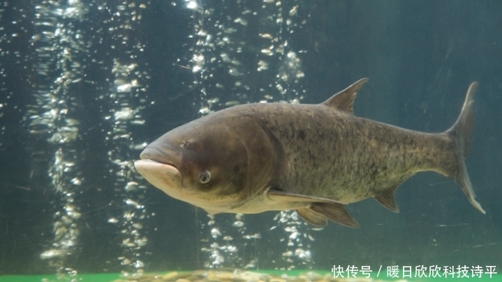 技巧|鲢鳙想要钓的爽,这些技巧需知道