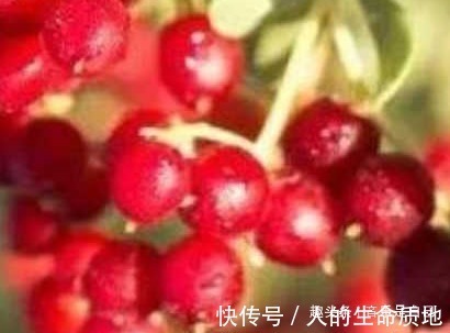 豌豆花|想要长寿,适合常吃的食物,改善气血,补益身体,皮肤越来越好