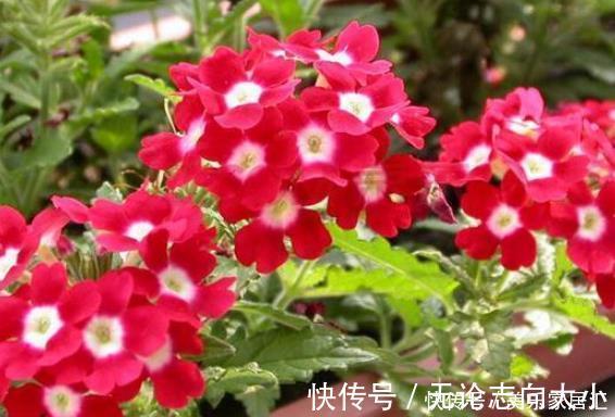 养护|新手养护花卉,就养沾土既活,见光就“旺”的花卉,花开爆盆!