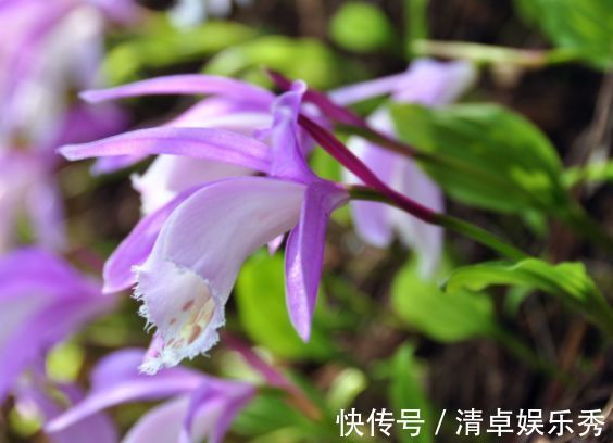 庭院|6月30日-7月8日，庭院选这几款花，花色艳丽，养盆放阳台美极了