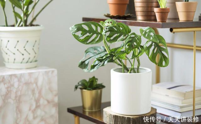 茶几上摆放什么花卉?7种绿植,精巧玲珑,清新素雅,还特好养活