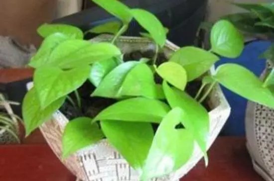 大叶绿萝叶子发黄怎么办，4个解决办法让大叶绿萝长的郁郁葱葱！