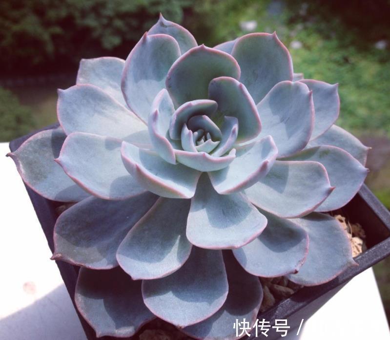 阳台上|7月养多肉就选这款夏型种,天热爱上色、出状态,值得拥有