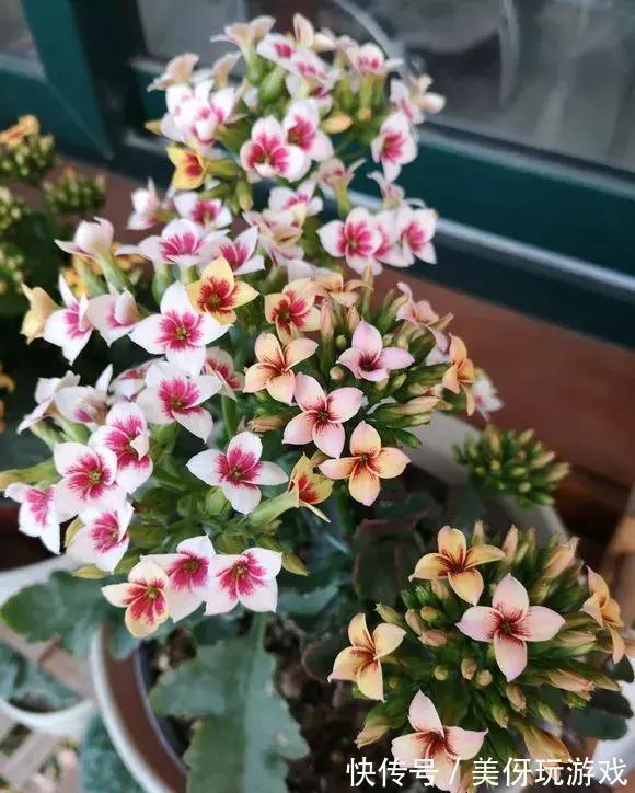 人养花,花亦养人!这八种“能养人”的健康花,建议至少养一种