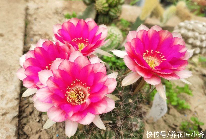 夏季养花选5种，它们喜欢“大太阳”，越晒花开越多，新手别犹豫