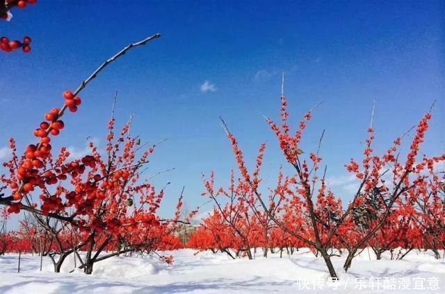 这3种花,零下20度冻不死,现在买一盆,新年不愁没花看