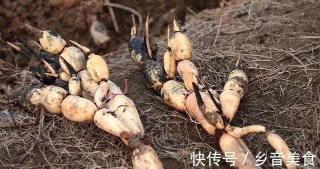 秋天|立秋了,这六种“根菜”要多吃,营养丰富贴秋膘,提高自身免疫力!