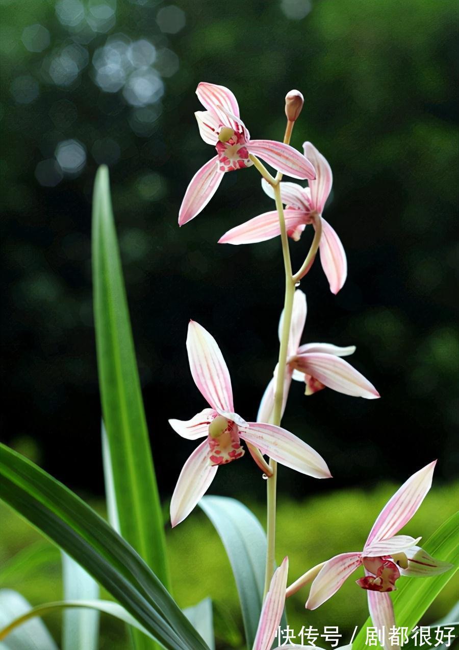 兰花常见问题一览，对症下药，你也是养兰高手