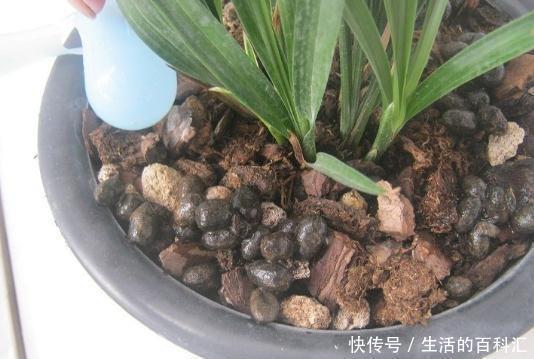 鸡粪|听老花匠说:用3种肥料养花,养啥旺啥,关键不要嫌脏