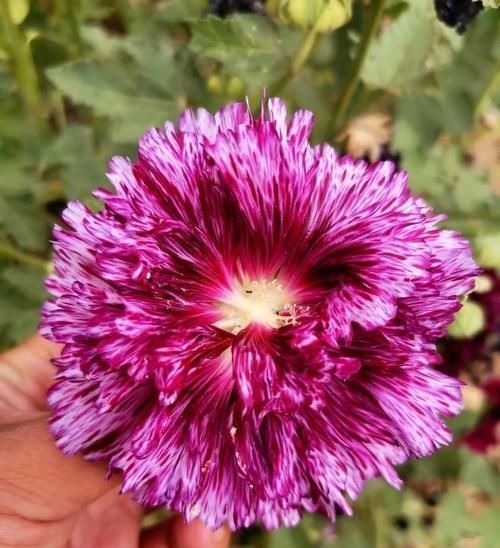 农村门口流行种的5种花，城里人没听过，开花却很漂亮