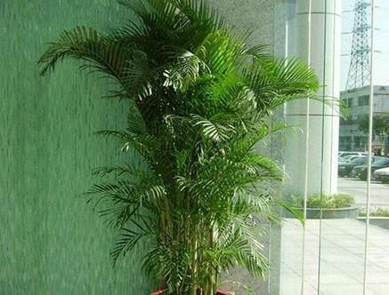 养护|散尾葵养护并不难,做好这四点最关键,四季常青茂密