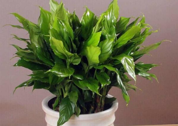 在家养殖万年青，这4方面不出错，盆栽只会越长越好变美