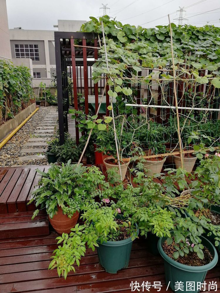 菜地|2年前买了个300㎡的露台,打造成屋顶花园,过上了田园生活