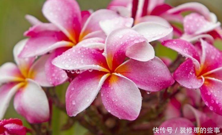 家养此款花卉,开花勤爱爆盆,从年头“香”到年尾