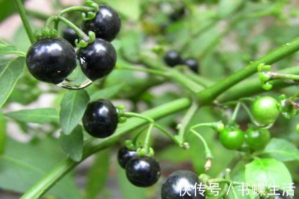 颈淋巴结结核|田间地头的四大“救命”草药,你天天踩它,却不知它的神奇功效