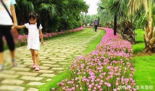 阳台|没有比这更好养的花了,繁殖速度超级快,养了一年,阳台装不下!