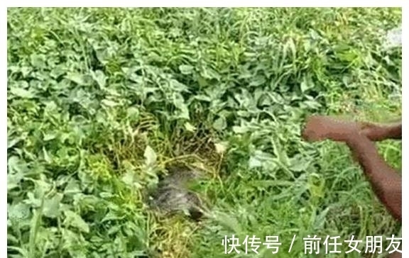 草太多,鱼被卡住了,镰刀都用上了,但钓获的鲶鱼很肥,值了