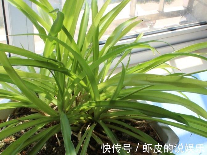 吊兰经常黄叶，干尖，烂根，实践证明这些要点做好了，就可以避免