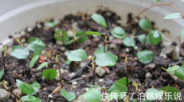 爆盆|养花技巧10种吊兰,好扦插,易爆盆,掐一根一插就是一大盆!