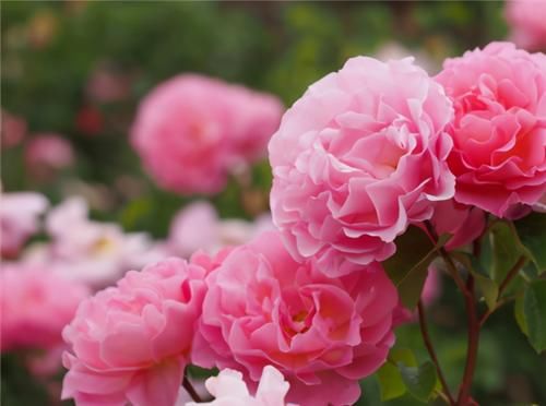  不用担心|养月季，冬天“巧修剪”，来年开花翻3倍