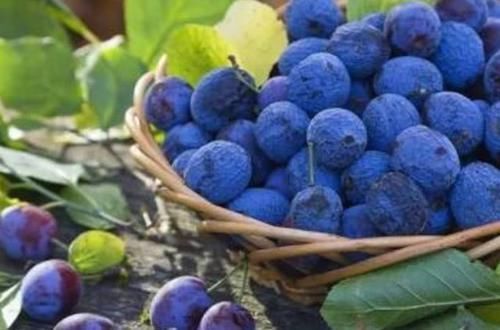 莲子|高血压的“克星”找到了,每天多吃点,血压或能“稳如泰山”!