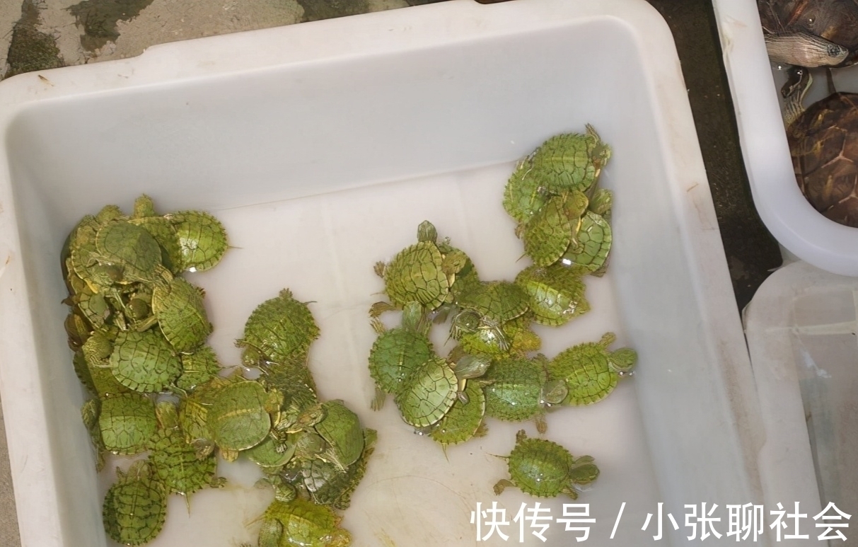 10号钩挂玉米都被干弯了!浑身绿得发黑,钓友:烫手别放生