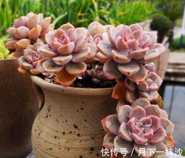 适合12月养的4种多肉,皮实好养美若天仙,新手也能养出好状态