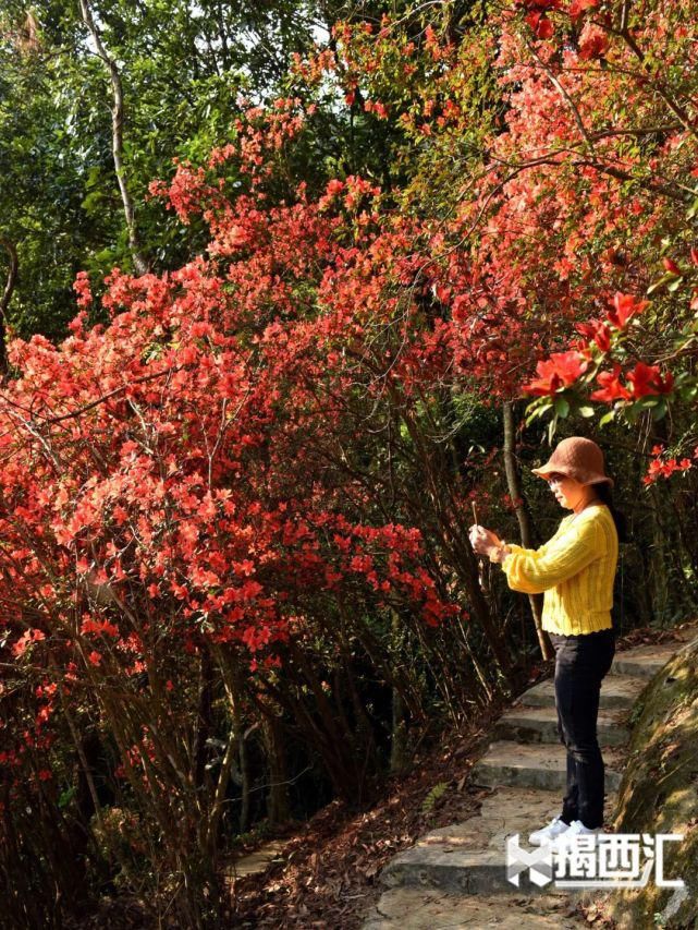 龙山杜鹃怒放，赏花正当时，点缀揭西的绿水青山