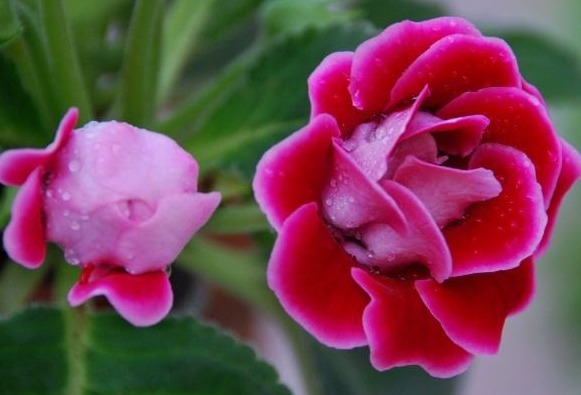 家养一种“阴暗花”，暗光也能“旺”，花开胜牡丹，美过玫瑰花