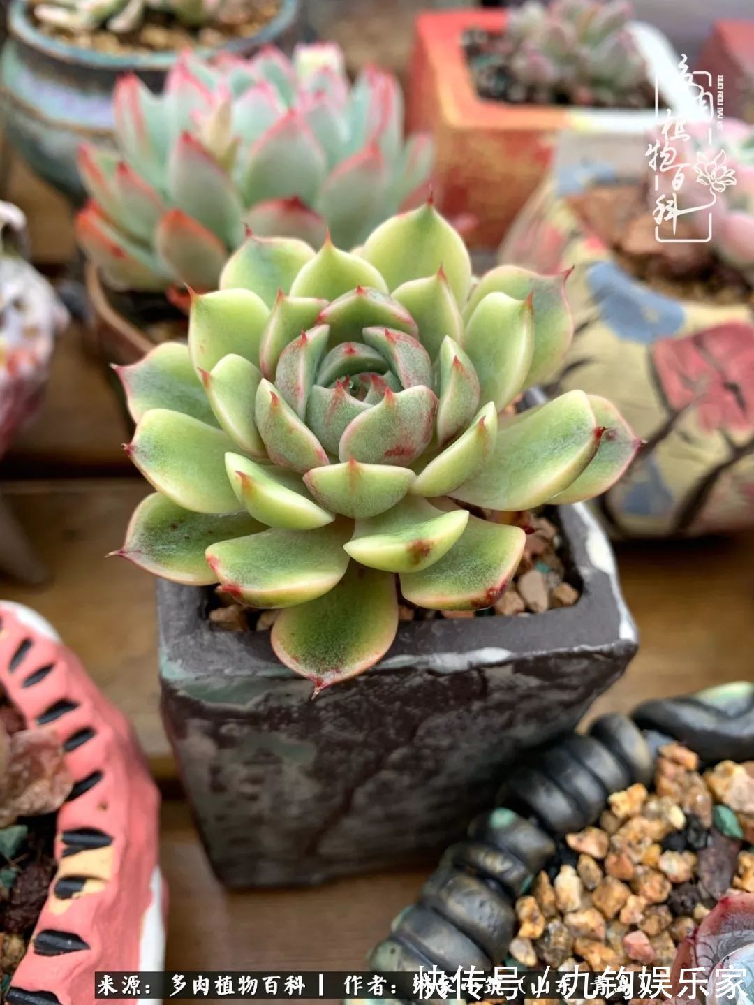 多肉住进暖棚,坦然越冬,放肆浇水,这个冬天有点甜!