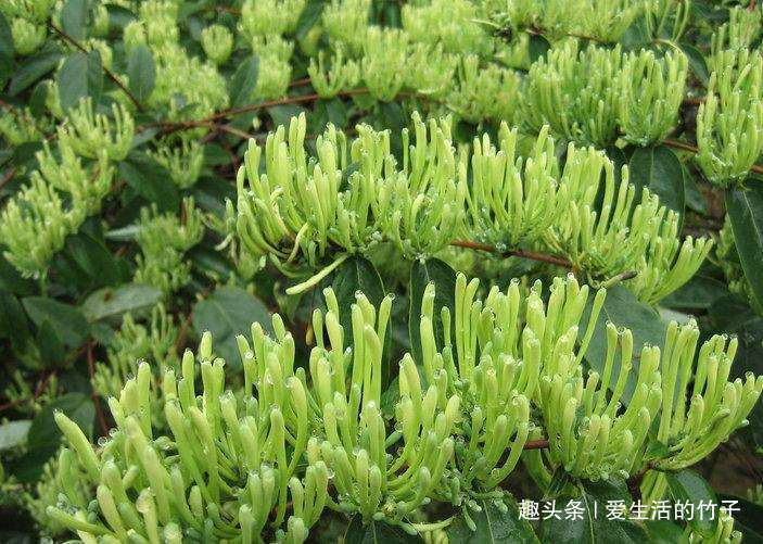 金银花和山银花的区别,认识一下,根据需要,可以区分就好