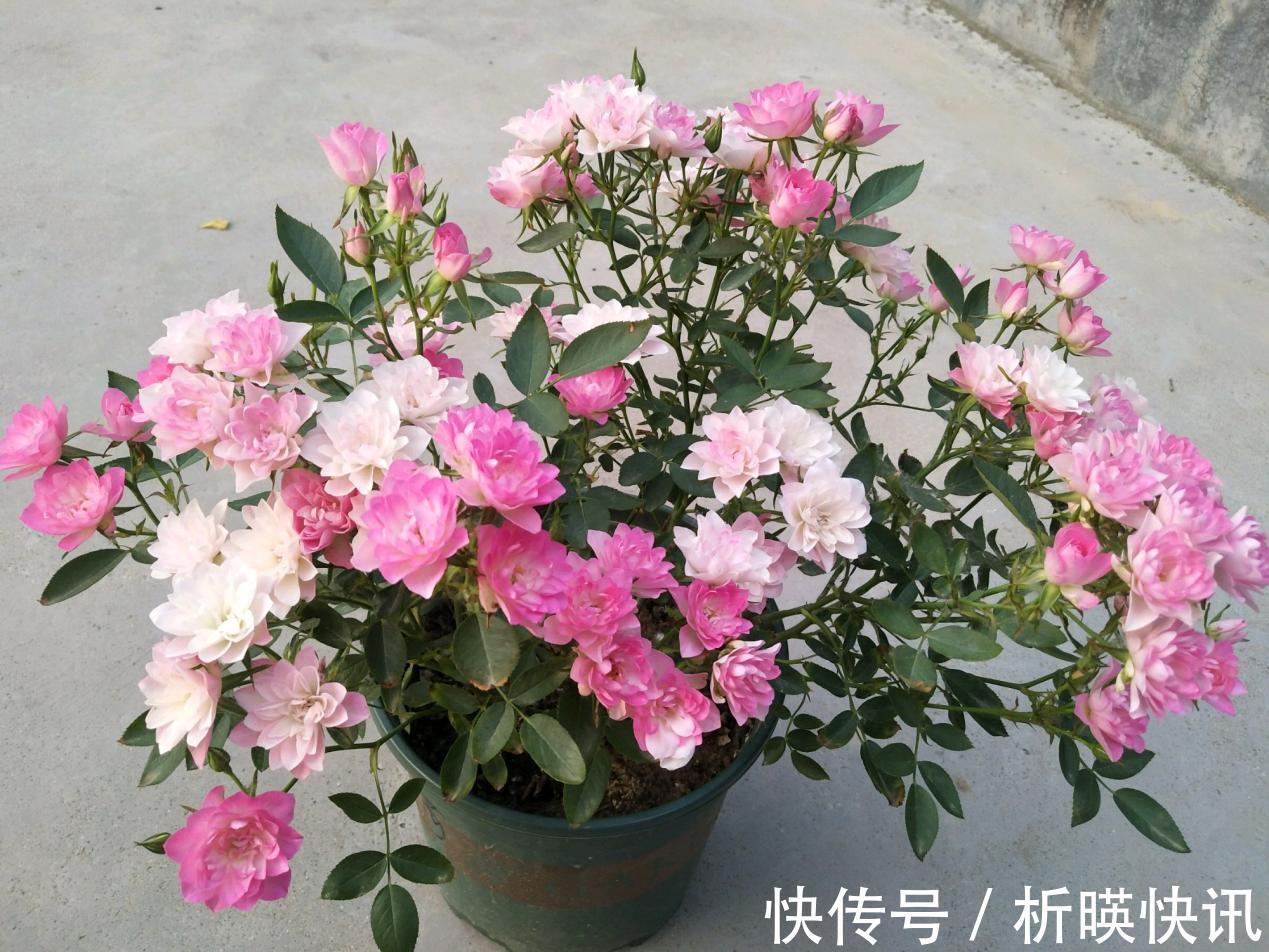 肥料|此花号称“开花机器”，居家盆栽牢记4点，开花繁殖能力特强