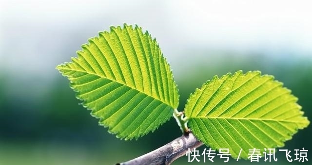 保持沉默|9天后，旧爱回首，蓄谋已久，重遇前任，甜蜜复合，情花为你开