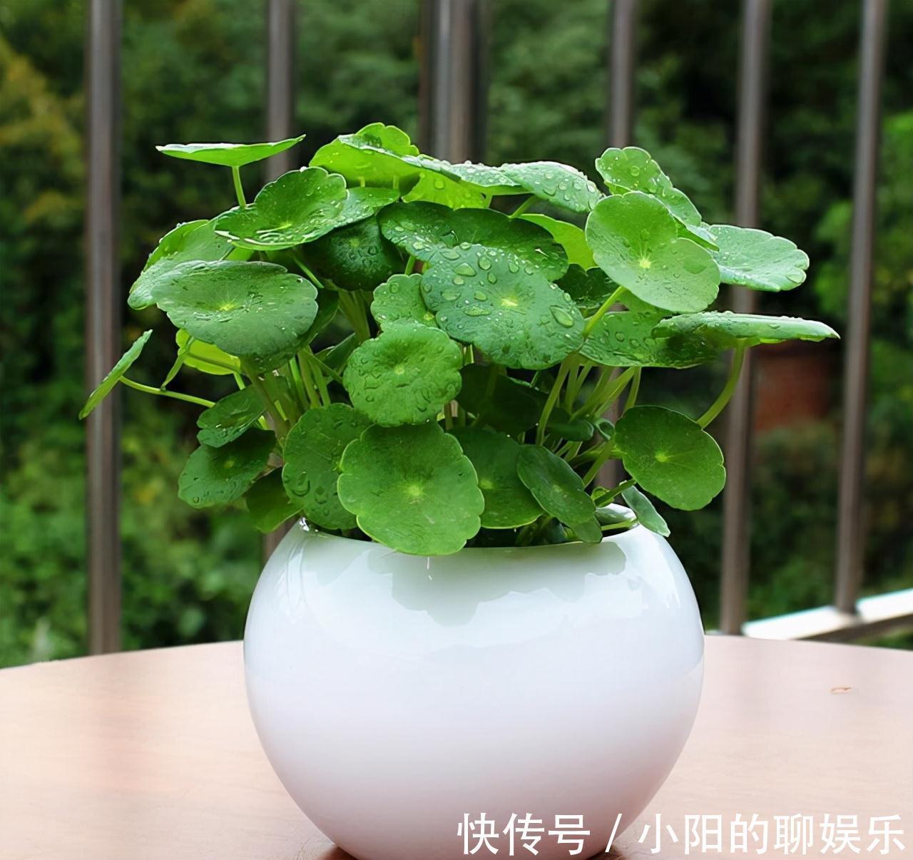 7种带“钱”字的花，寓意好、观赏价值高，都喜欢在家里栽培