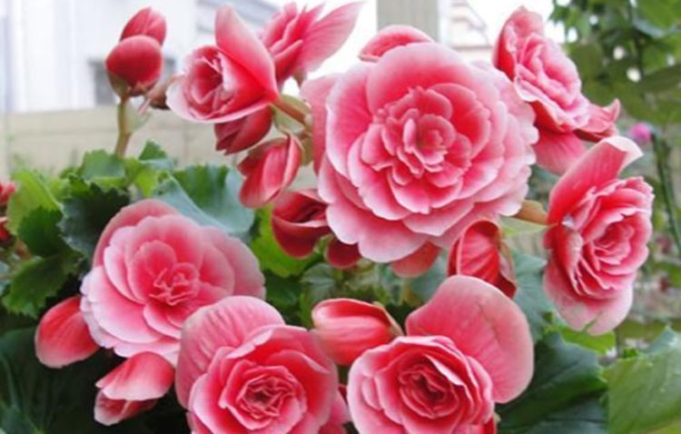 四季|养花就养个花期长的,花大色艳,花姿妖娆,四季繁花似锦