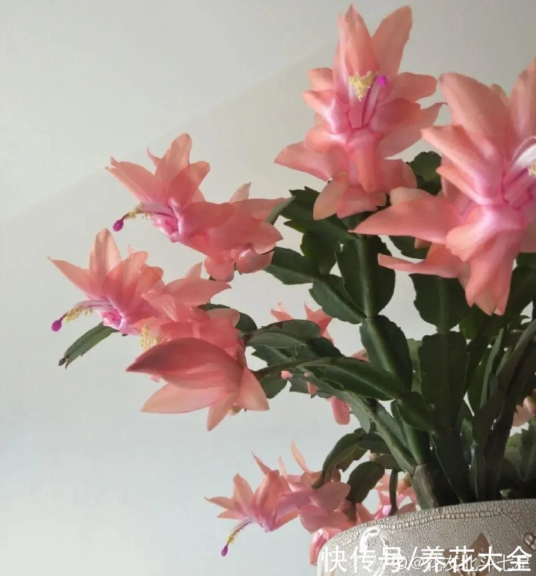 橡皮树|养花就怕乱浇水，越浇死得越快，赶紧住手