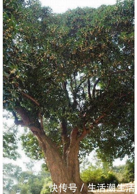 50年的桂花树,卖了5万块钱,大家觉得值吗!