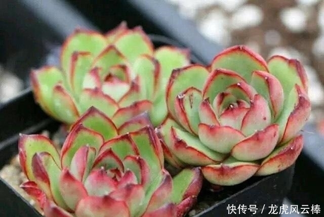 好处|养好多肉植物这些必浇水不能少,间歇水好处最多