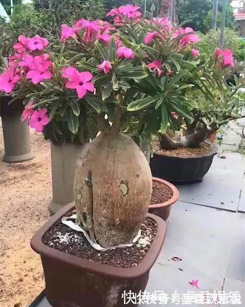 长寿花|养这三种花，盆越小，开的花越多，放大盆还容易死