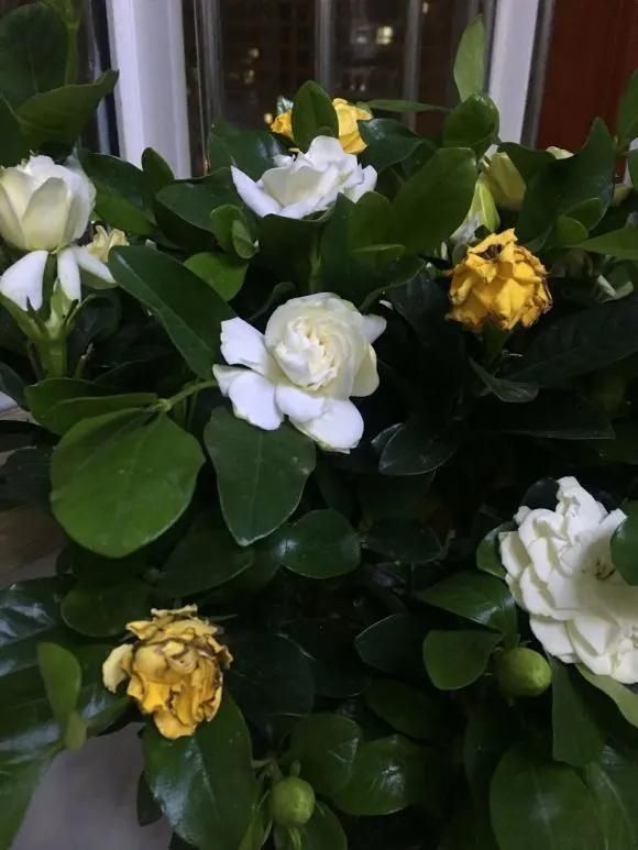 根壮|3种药片养花有“奇效”,浇水溶1片,叶绿根壮,比花肥厉害