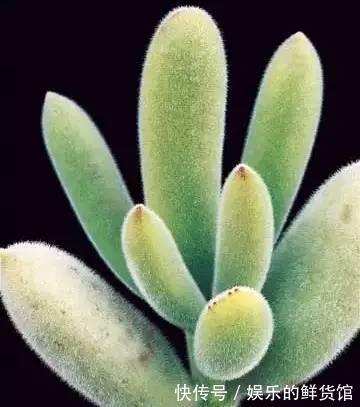 多肉长残的照片，看一次笑一次，根治各种抑郁