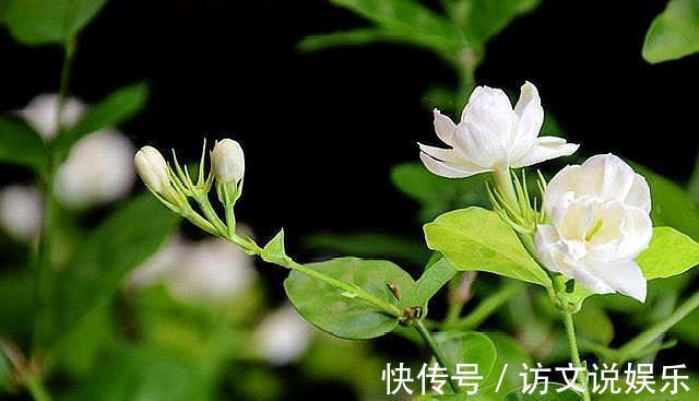 叶片|养茉莉“小窍门”，秒变开花机器，四季开花不断，次次开花都爆盆
