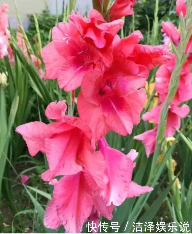 花美|3种“忘忧花”,一养就“上瘾”,好养易爆盆,花美心情好!