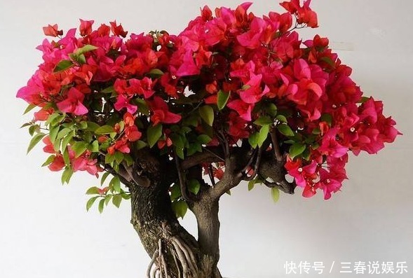 爆盆|新手养护花卉,就养花苞“翻倍长”的花卉,次次开花都“爆盆”