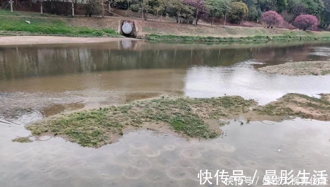 路亚|河道“巨型罗非”扎堆,钓鱼人:三五斤起步,半天钓十几条