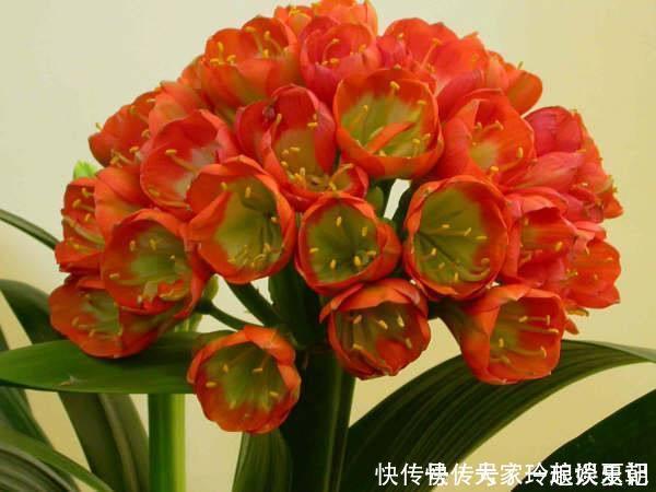 水溶液|君子兰疯长，冒出“5根”花箭，是这2种肥的“功劳”，养啥都旺